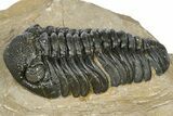 Phacopid (Morocops) Trilobite - Foum Zguid, Morocco #372427-2